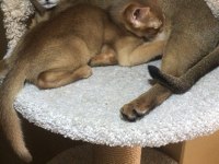 Safkan Secereli Anne Babadan Abyssinian Yavrular