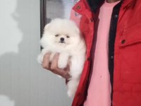 Orijinal Pomeranian Boo