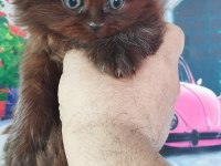 Chocolette british longhair efsane