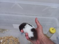 İstanbul içi hamster sahiplendirme