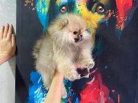 ÜST KALİTE POMERANİAN BOO ERKEK GÜZELİ