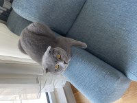Scottish Fold Masum Kedim