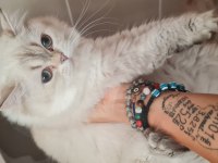 British shorthair blue point chilcilla