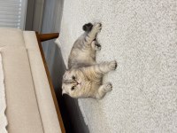 Ailemizin Bir Parçası Kedimize En Güzel Yuvayı Arıyoruz