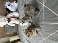 Scottish fold kediler için ulaşın