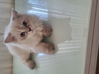 British longhair yavru