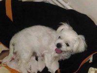 Minyatür boy maltese yavrular