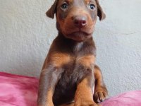 King siyah kızıl doberman yavrular