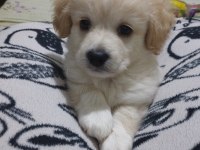 2 Aylık Terrier