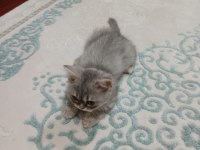 British longhair