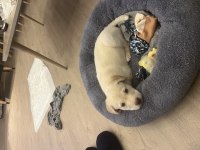 2.5 aylık labrador köpeği