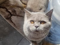 8 AYLIK ERKEK KEDİMİZ