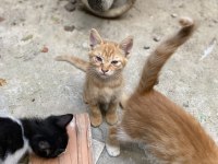 ŞİRİN TEKİR YAVRULARIMIZA YUVA ARIYORUZ