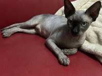 Safkan Eşsiz Güzellikte Sphynx (Sfenks) Kedisi