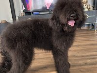 Dev labradoodle 4,5 aylık erkek aile köpeği
