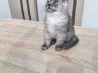 British shorthair dişi kedimiz