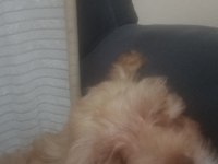 Maltipoo Bebek