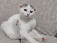 3 aylık scottish fold kedimiz