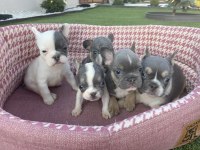 French bulldog dişi erkek yavrular