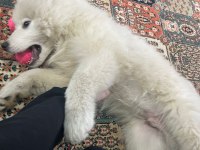 3 aylık samoyed