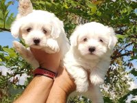 MALTESE KÖPEĞİ YAVRULARI