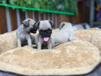 SAFKAN PUG YAVRULAR