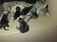 Mia ve 5 adet yavru tekir