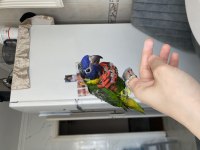 Yavru Gökkuşağı Lori Papağanım