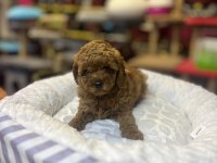 Teacup Toy Poodle Güzelliği @petclubadana