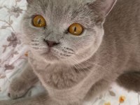 DİŞİ BRİTİSH KEDİMİZ BELLA