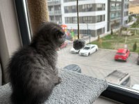 2 aylık dişi scottish fold