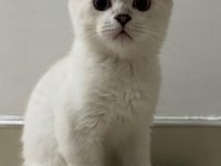British Shorthair 3 aylık yavru