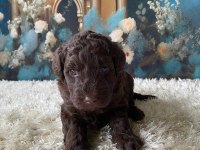 Çikolata Poodle Türünün En İyisi