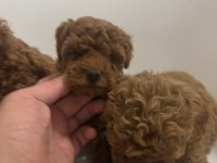 İki Aylık Erkek toy Poodle yavrularım teslime hazırdır