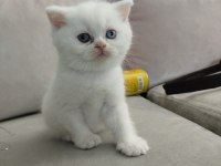 Yeni yılın british longhair bebekleri