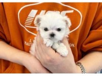 Mini boy maltese yavrularımız