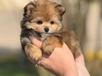 POMERANİAN POODLE POMAPO YAVRUMUZ