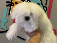 Ankarada tek kore kan maltese yavrumuz