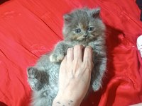 İran Yavrular Anne Altından