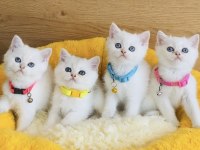 Maviş ns1133 ve Goldenpoınt British shorthair bebeklerim 