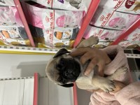 AŞILI ERKEK PUG YAVRU KÖPEĞİMİZ