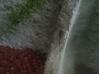 Tül kuyruk cüce vatoz 3 cm