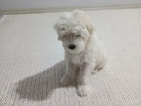 Maltese - Malta Terrier 3 aylık