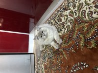 8 Aylık erkek british longhair