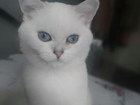 Oyun Delisi British Shorthair Fehmican