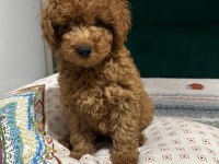 Toy poodle 60 günlük yavru