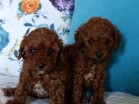 Toy poodle yavrularımız