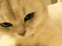 5 yaşında kısır erkek british shorthair oyuncu