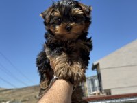 Petmode köpek çiftliğinden  tea cup yorkshire terrier