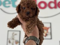 Petmode köpek çiftliğinden kore maltipoo
